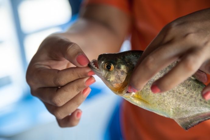 Pessoa segurando piranha e boca