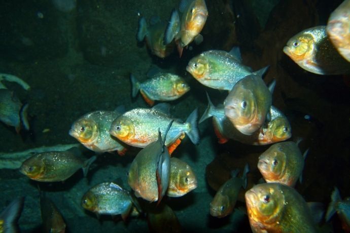 Cardume de piranhas