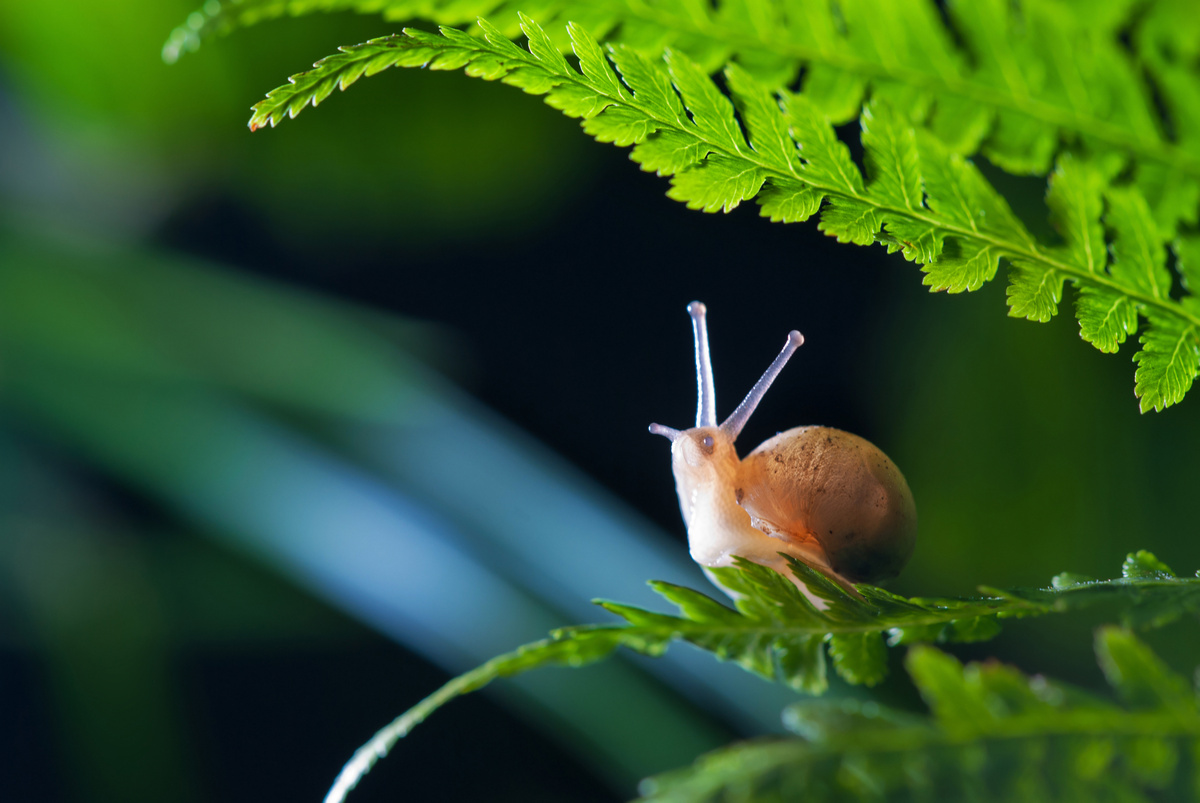 Caramujo pequeno andando em uma planta