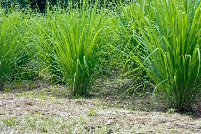 Vários ramos de capim-cidreira em plantação