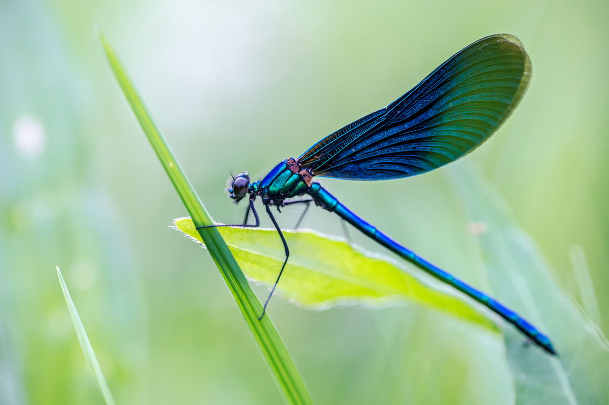 Libélula azul e verde