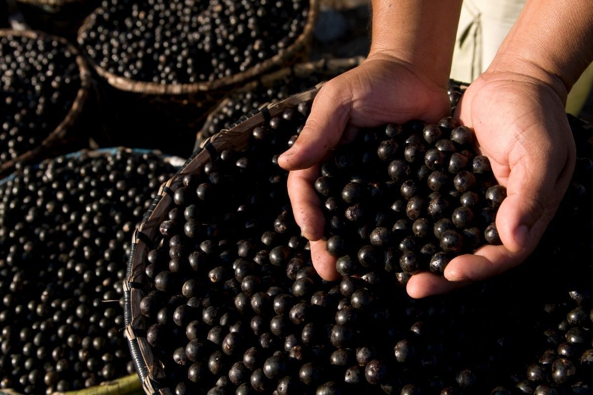 Pessoa segurando açaí.