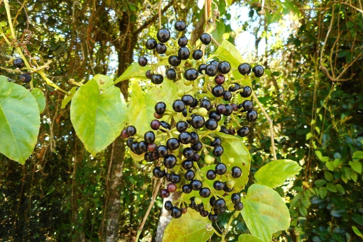 Insulina vegetal em galhos.