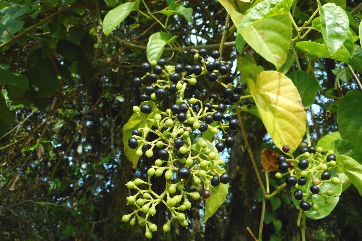 Árvore de insulina vegetal.