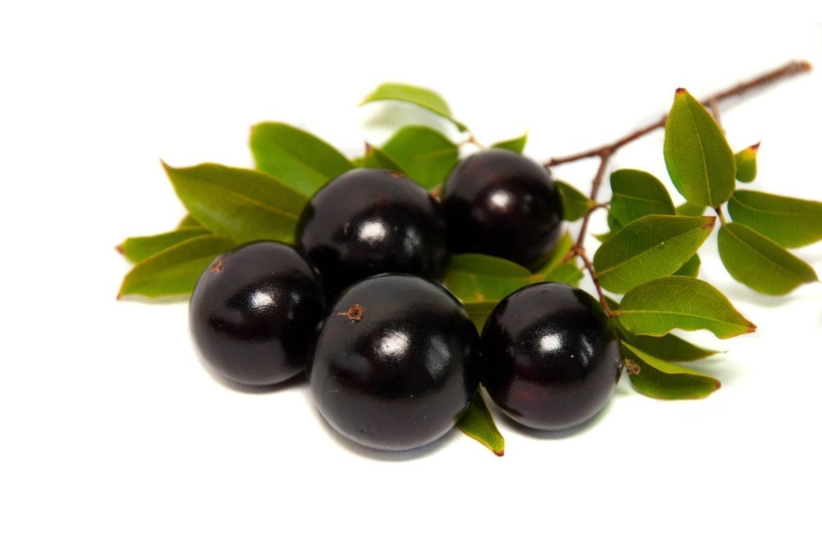 Galho de jabuticaba.