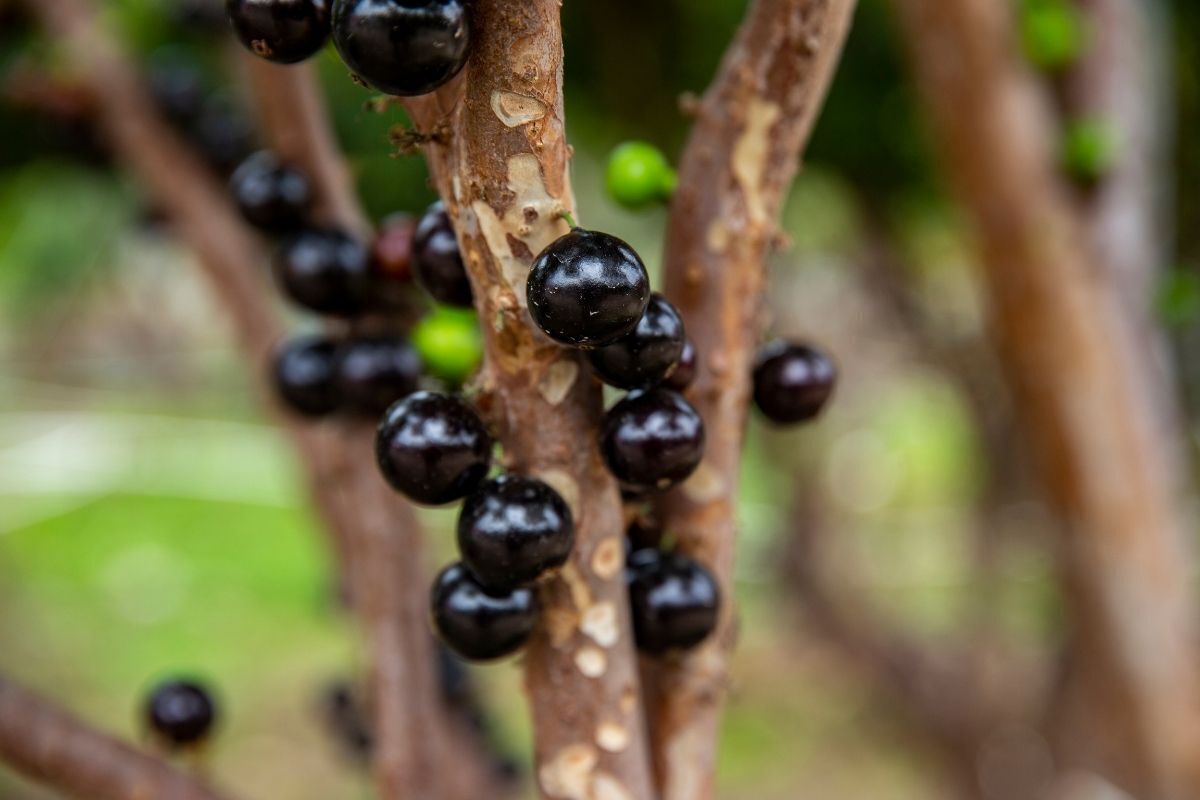 Jabuticaba na árvore.