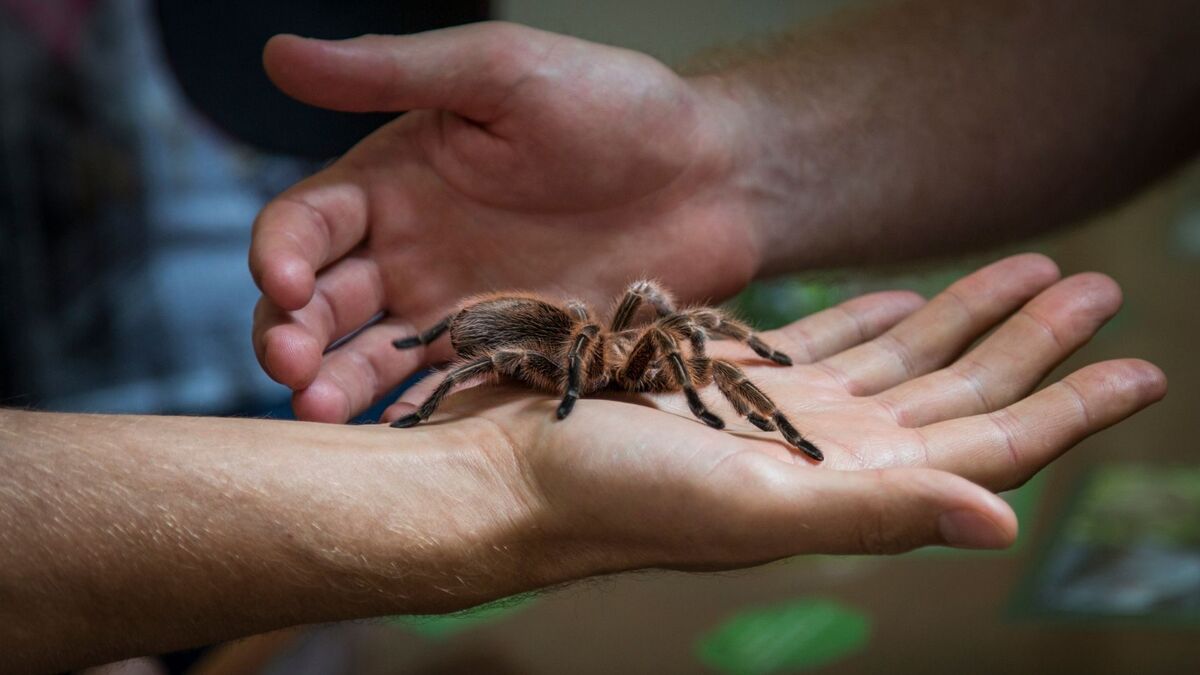 Aranha na mão.