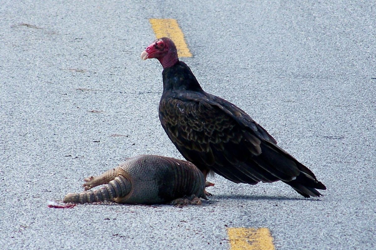 Urubu ao lado de animal morto.