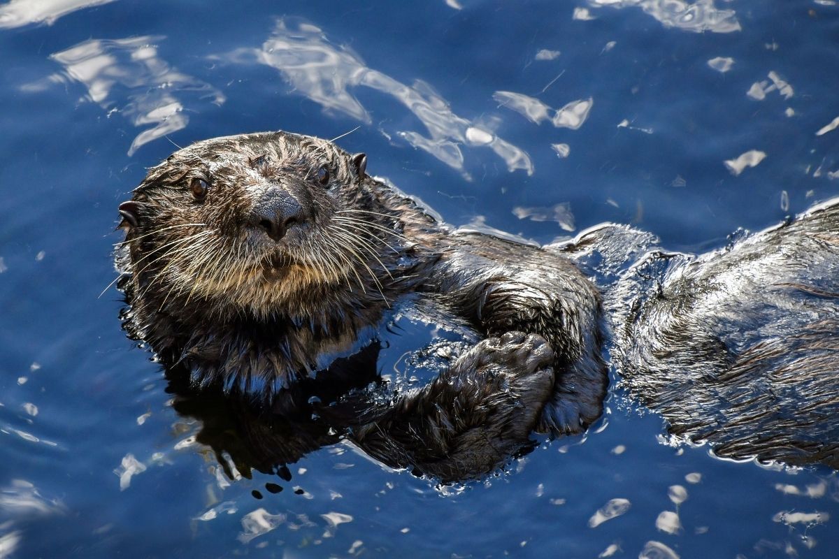 Lontra nadando na margem.