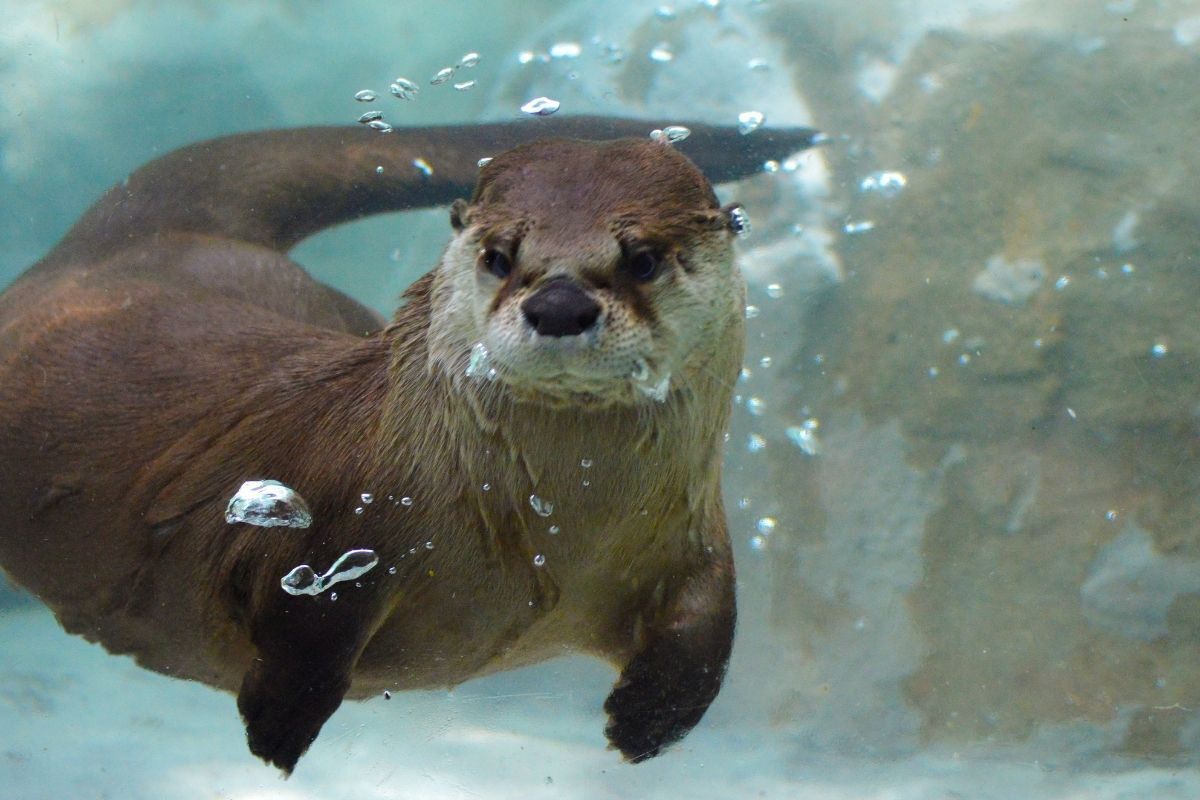 Lontra debaixo d'água.