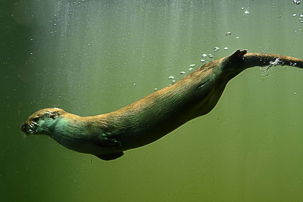 Lontra nadando em rio.