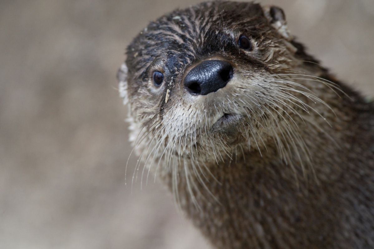 Lontra olhando para frente.