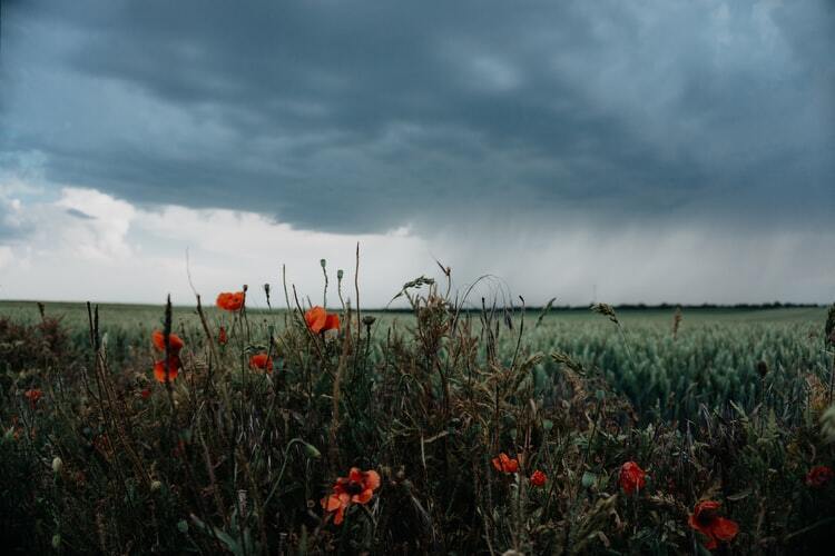 Campo com flores e nuvens de chuva no céu