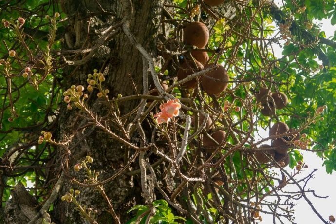 Pé de Castanhas-do-pará