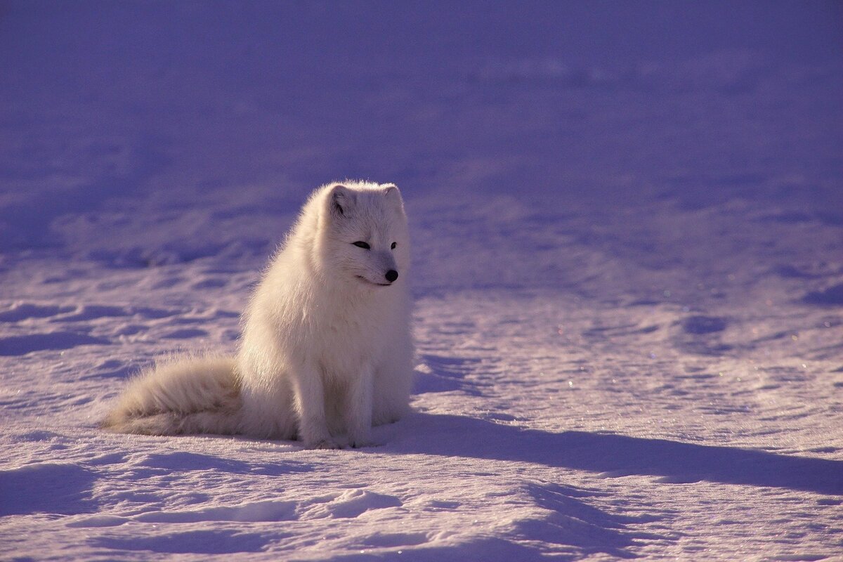 Filhote de lobo. 