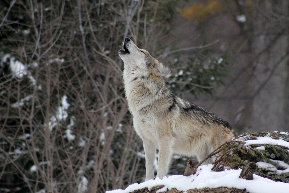 Lobo uivando. 