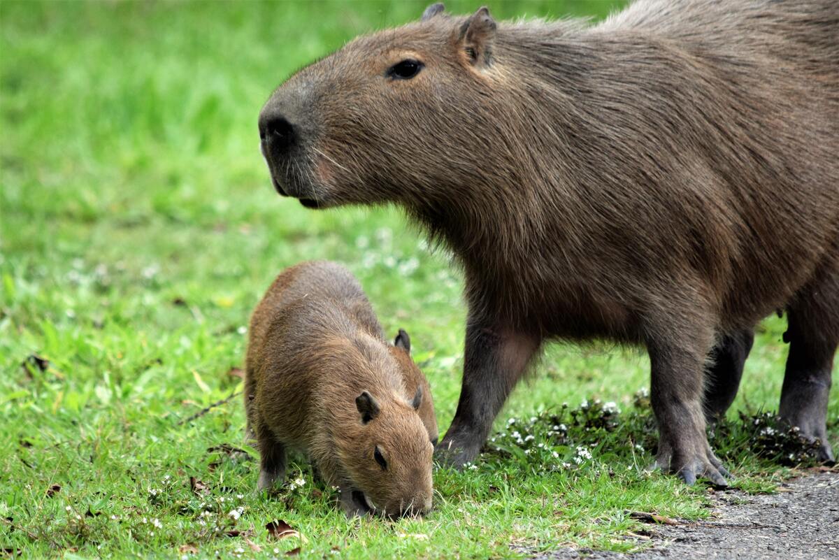 Capivara com filhote. 