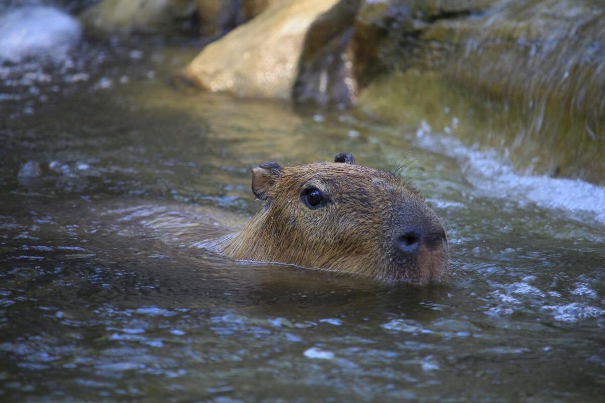 Capivara nadando. 