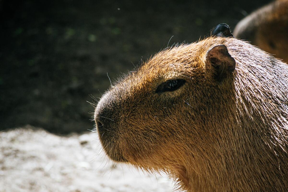 Capivara. 