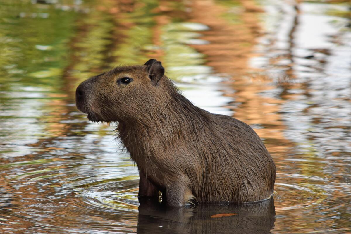 Capivara na água. 