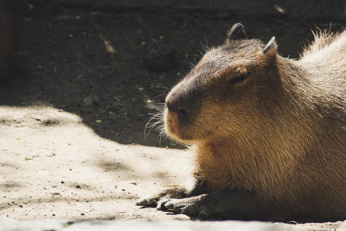 Capivara. 