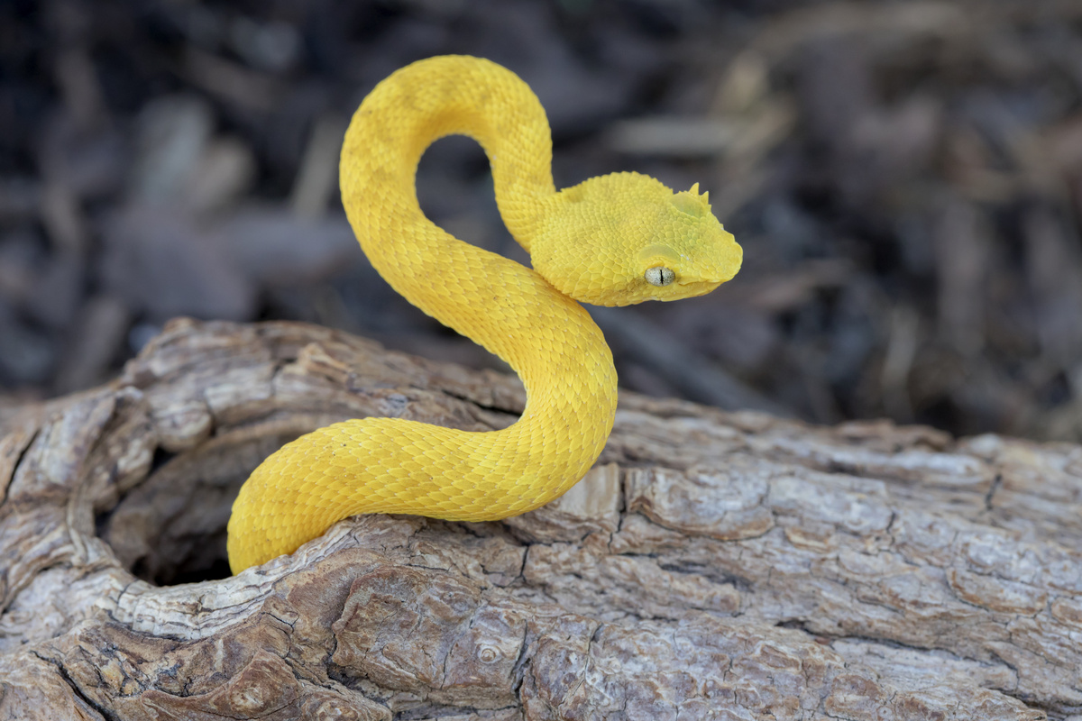 Cobra amarela saindo da árvore.