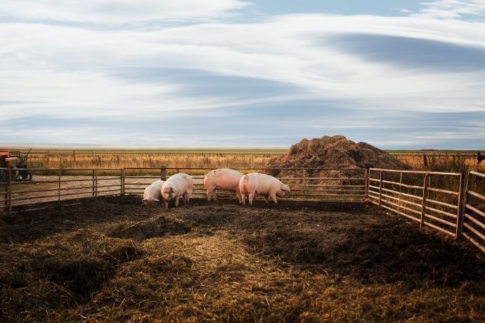 Chiqueiro em fazenda com alguns porcos