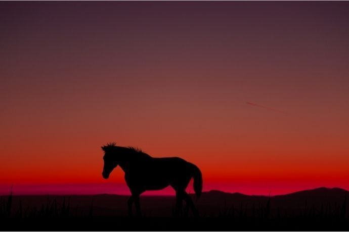 Cavalo em gramado no pôr do sol