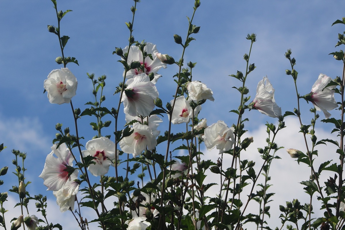 Flores de alteia