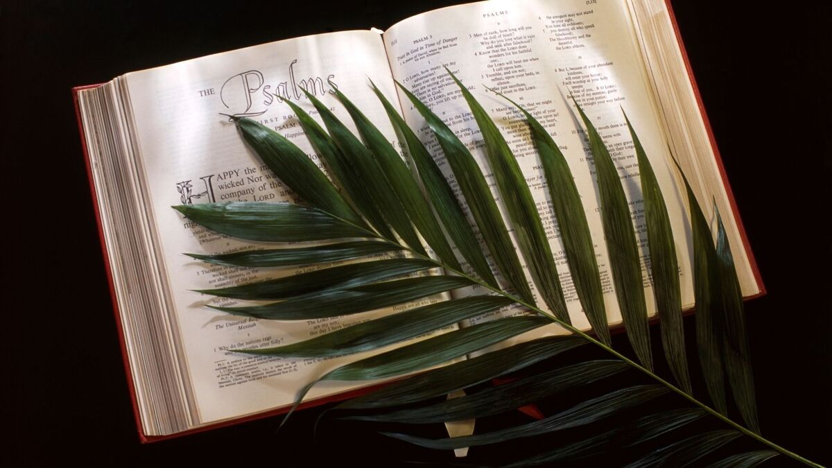 Bíblia aberta com uma planta.