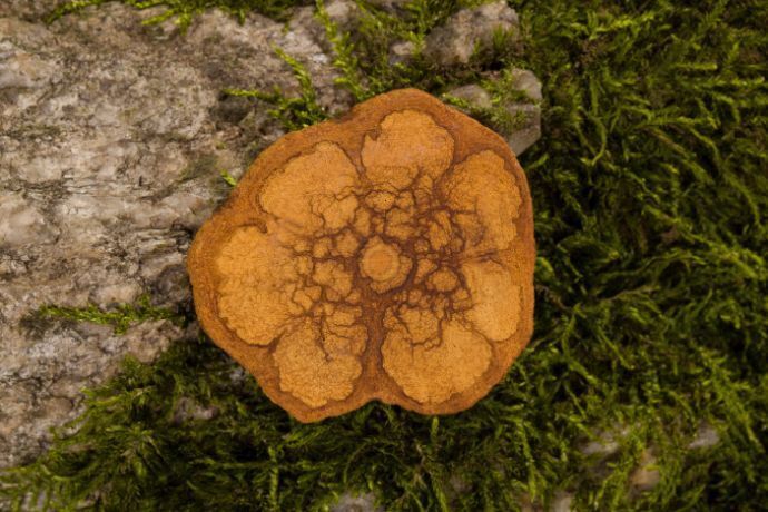 Raiz de Ayahuasca vista de cima