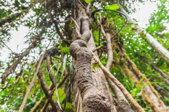 Galhos de árvore de onde é extraído o chá do Santo Daime