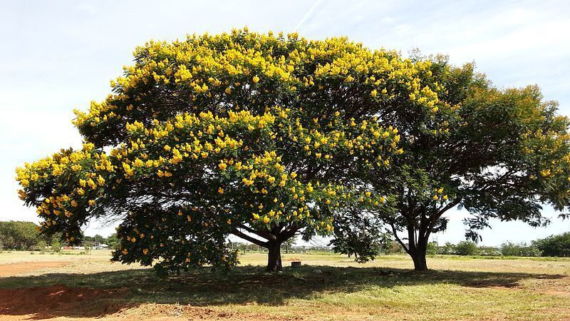 Cambuí amarelo.