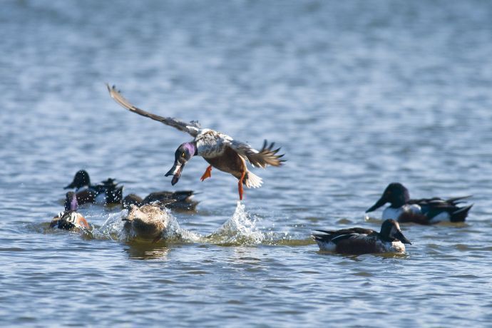 Pato bicando outros patos em lago