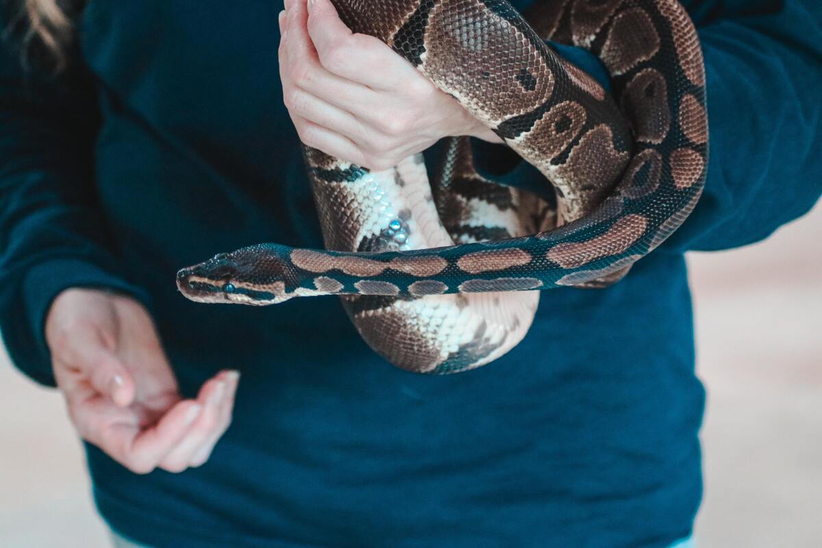 Pessoa segurando cobra na mão