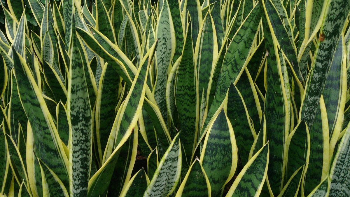 Diversas folhas de Espada de Santa Bárbara.