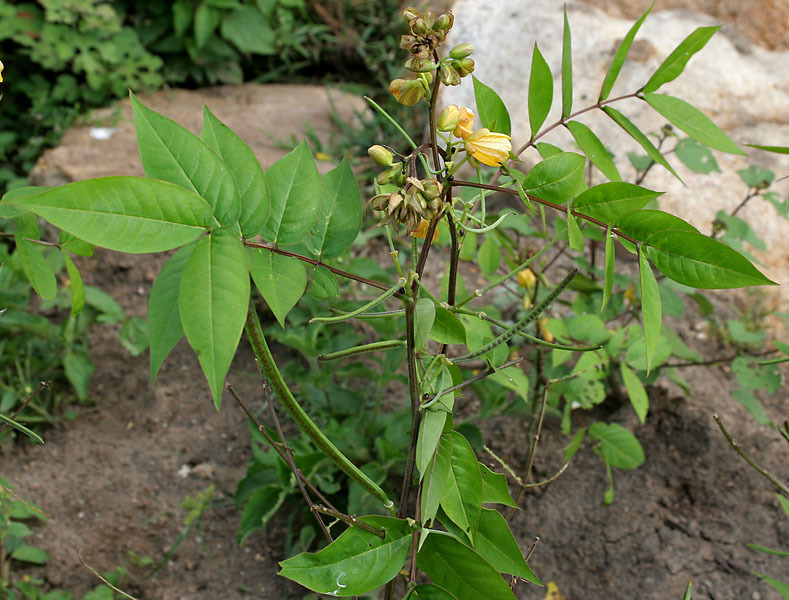 Planta de fedegoso.