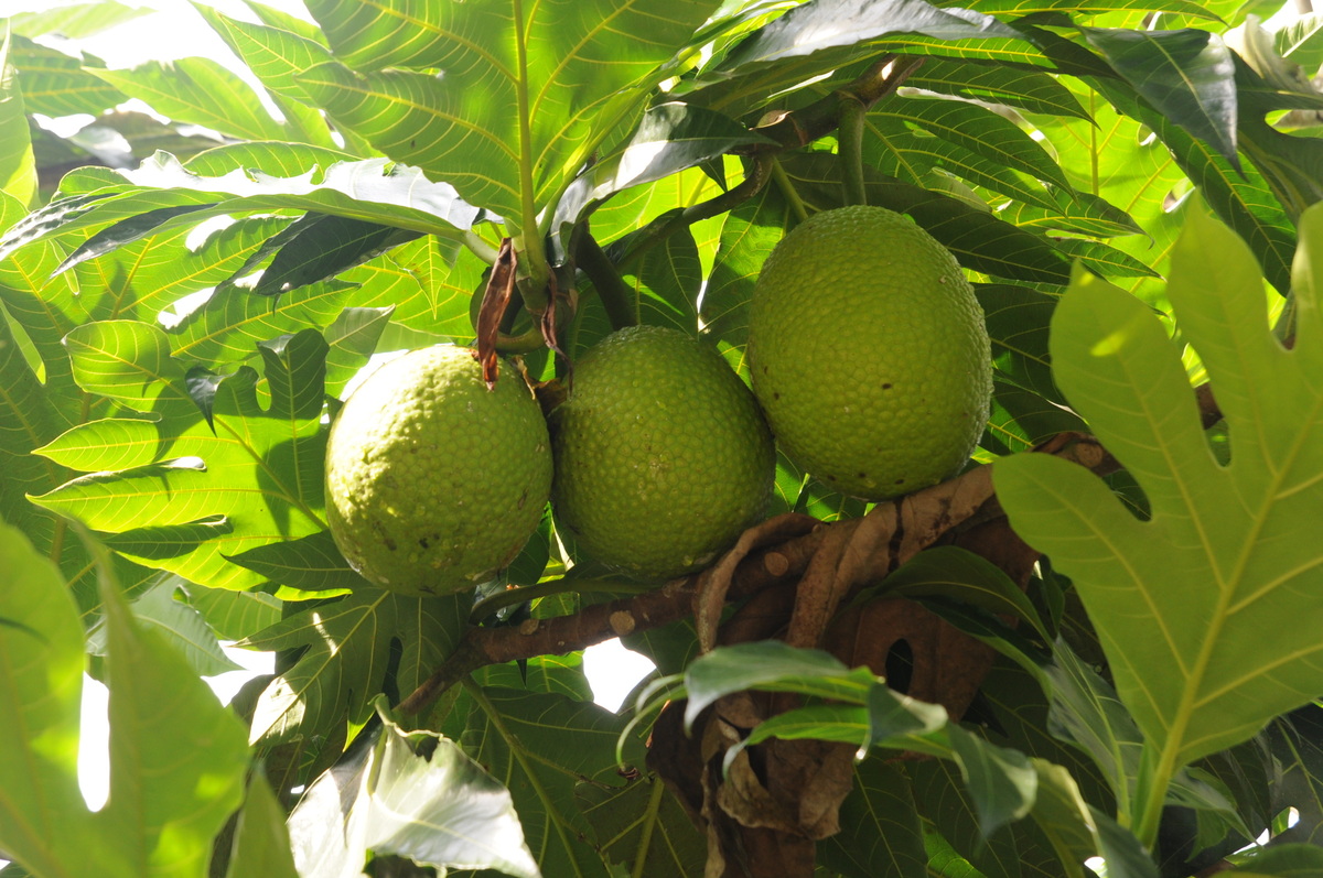 Galho de Fruta Pão