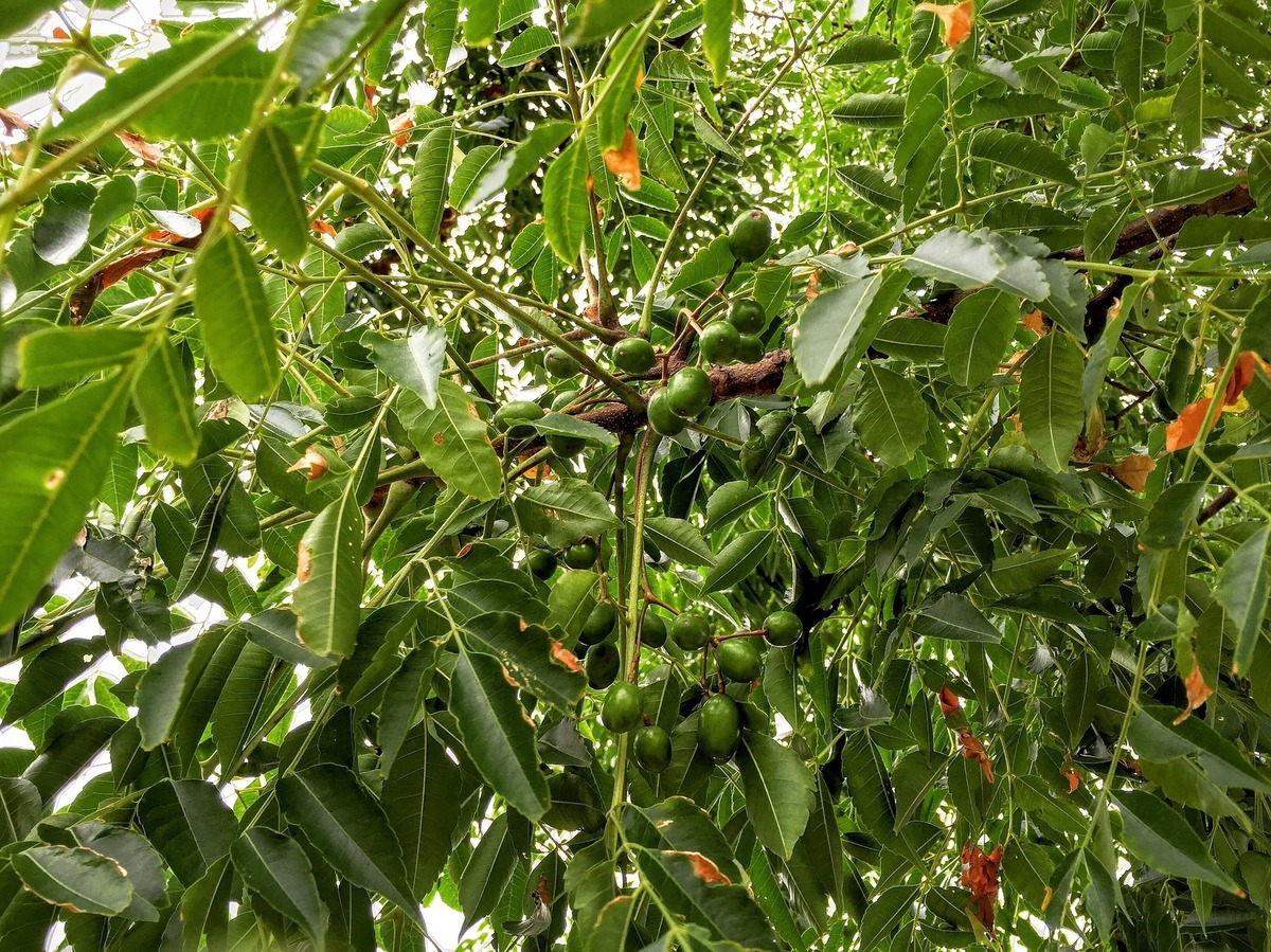 Folhas e frutos de para-raios.