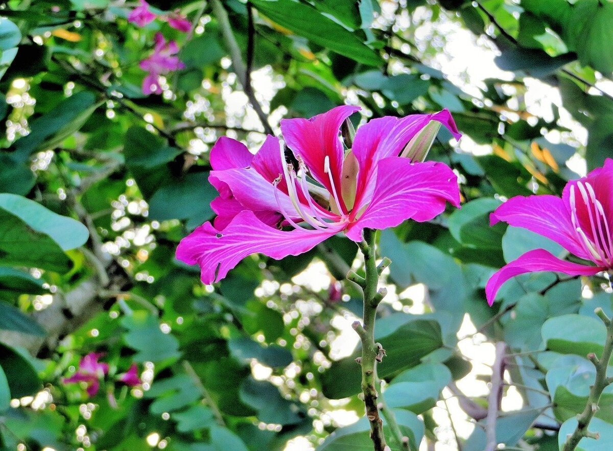 Flor de pata de vaca rosa.