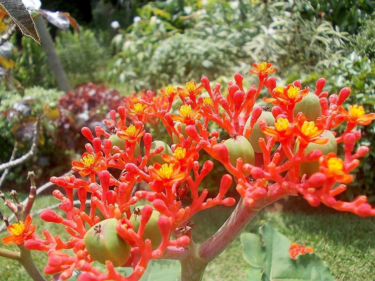 Flores e frutos de pinhão branco.