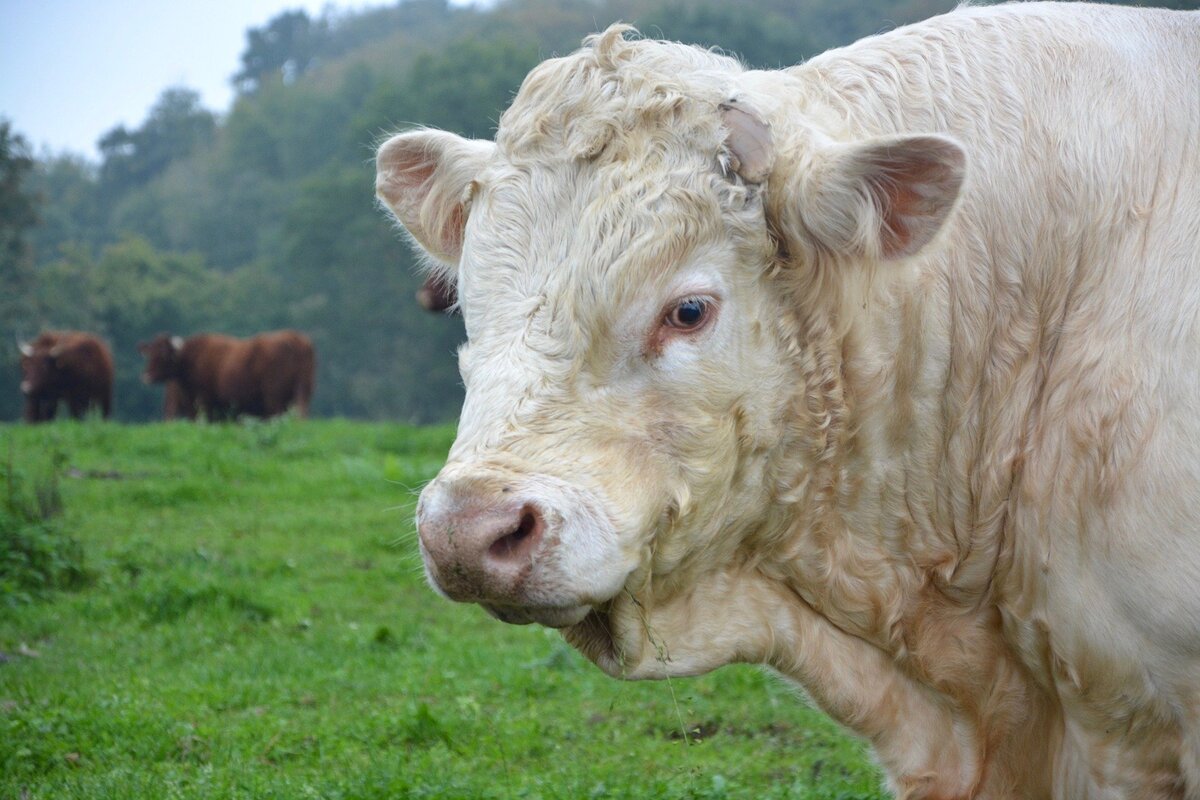 Touro branco em meio a pasto.