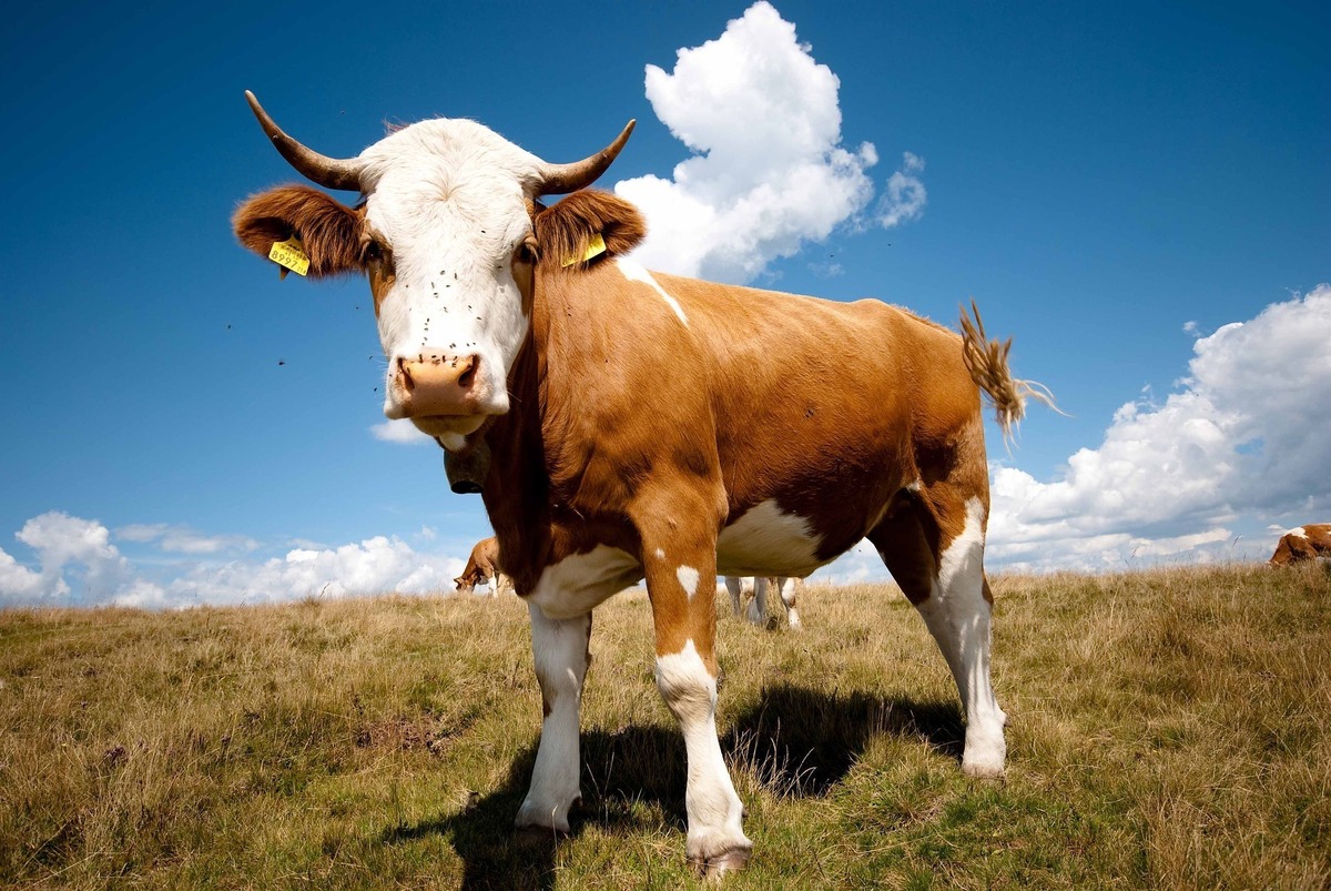 Touro marrom de manchas brancas em meio a pasto, sendo fotografado de ângulo inferior.