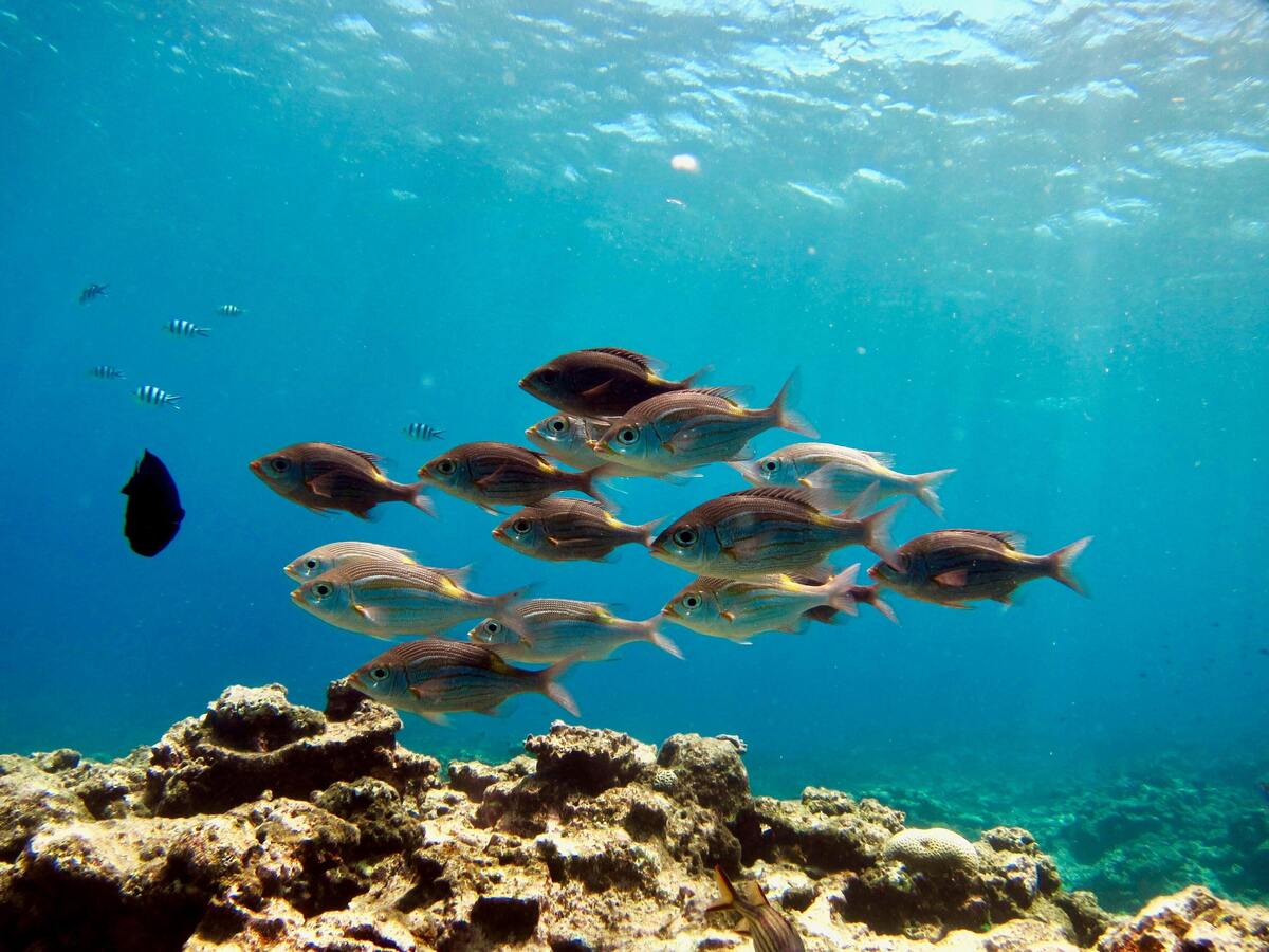 Peixes em água limpa. 