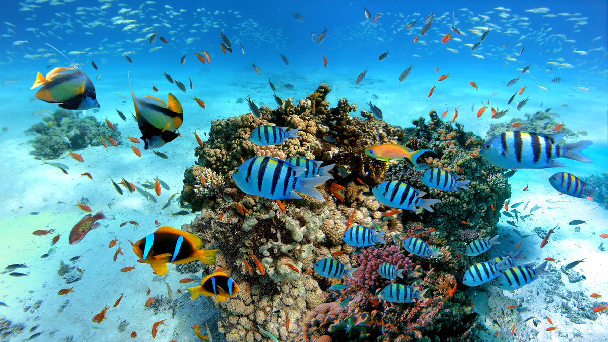 Peixes coloridos grandes e pequenos nadando no mar.