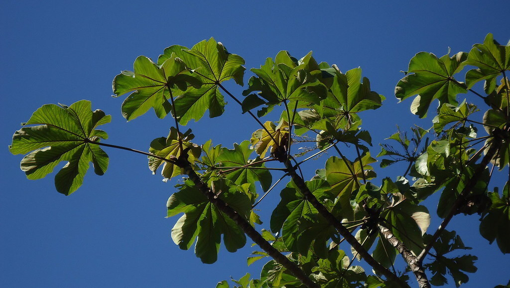 Folhas de umbaúba.