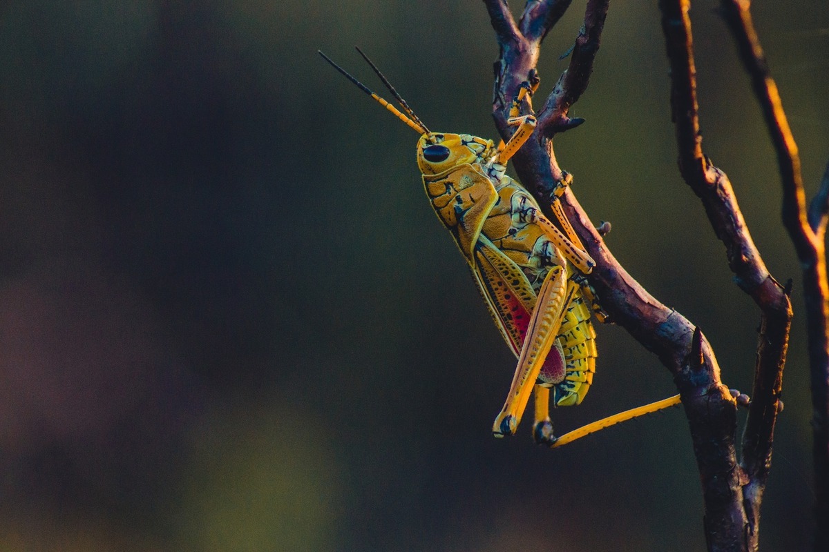 Grilo amarelo em posição vertical em galho.