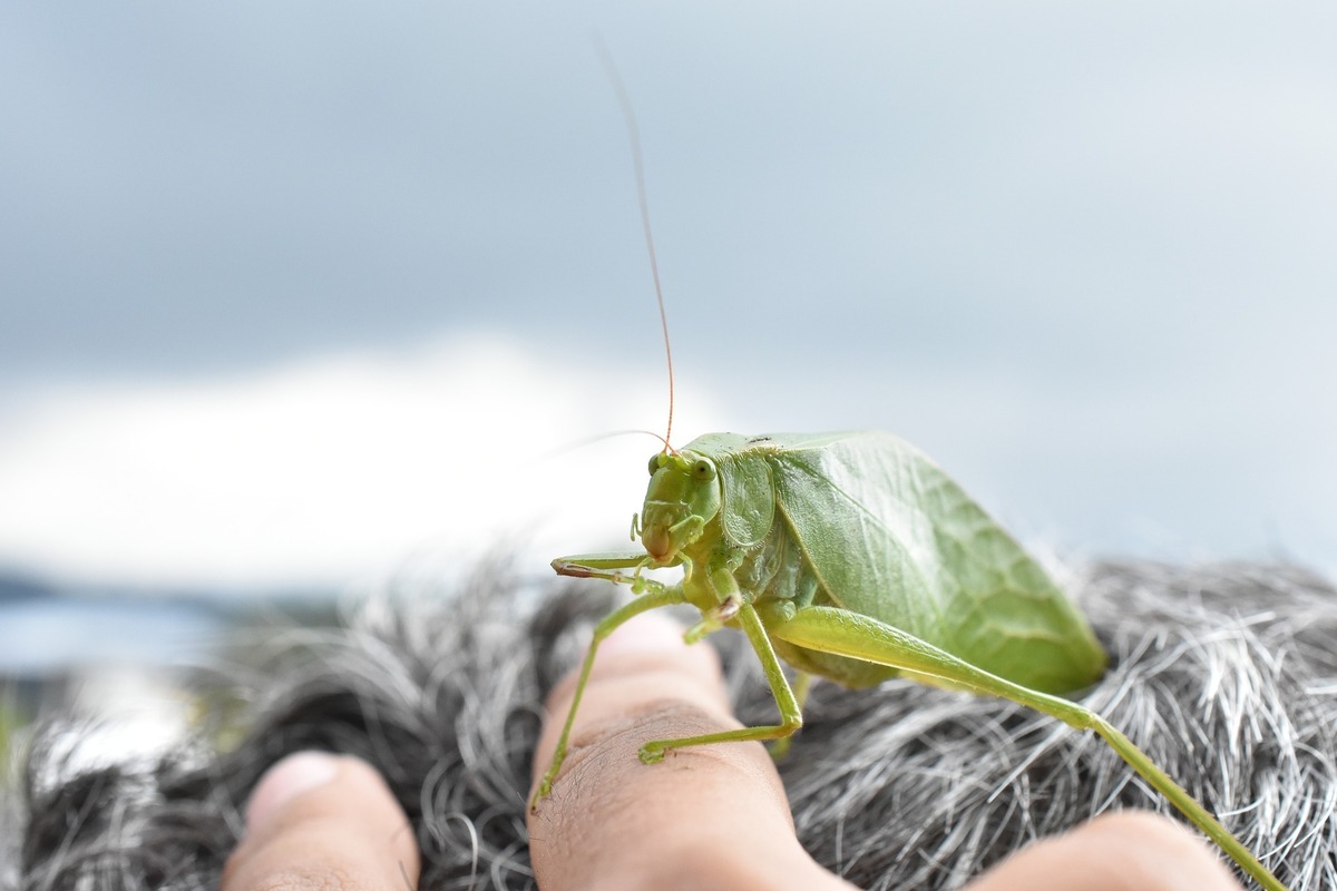 Grilo verde em cima de mão.