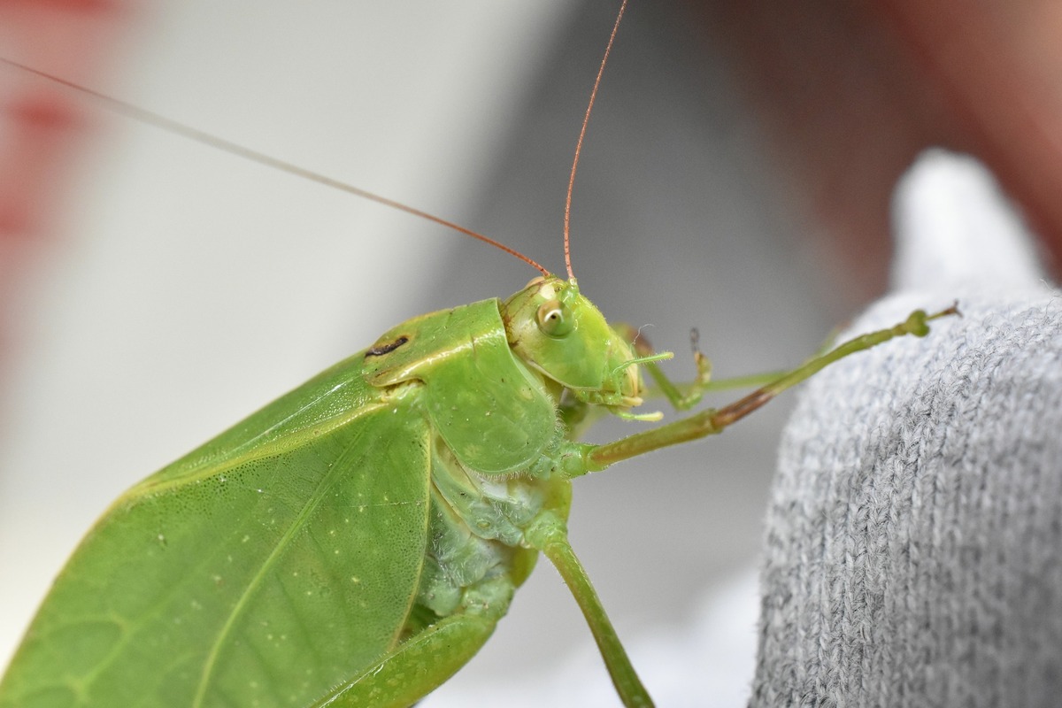 Imagem aproximada de grilo verde.