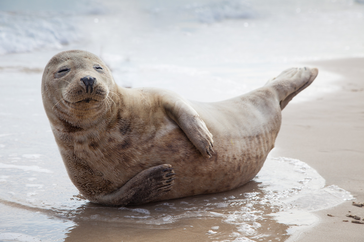 Foca sorrindo na praia